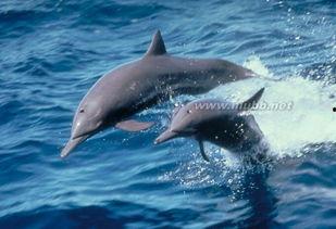 海豚伯尼,海洋智者的传奇故事