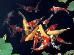 在线预测她成了锦鲤女神,她如何化身“锦鲤女神”，成为网友心中的幸运使者