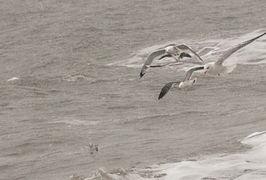 她在浪尖上起舞,她如何成为风华绝代的舞者传奇