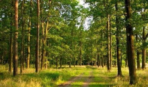 森林深处,探寻森林深处的神秘世界